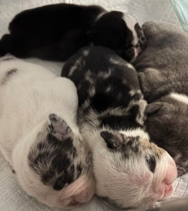 Bulldog Puppies media 5