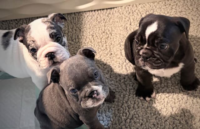 Bulldog Puppies media 2