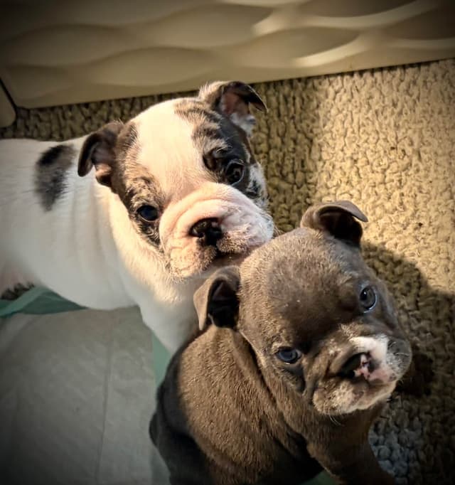 Bulldog Puppies media 3