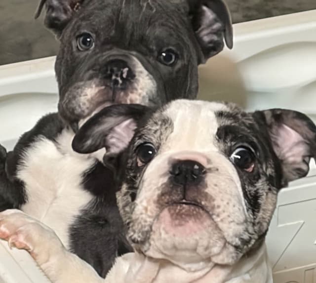 Bulldog Puppies media 4