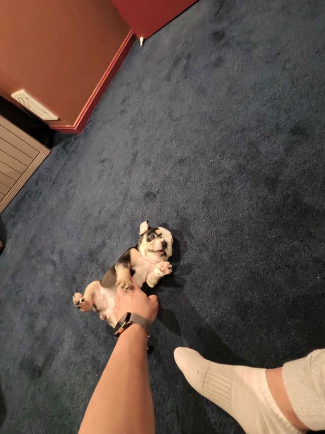 Bulldog Puppies media 2