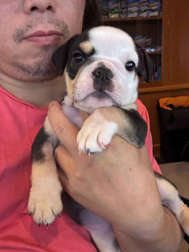 Bulldog Puppies media 3