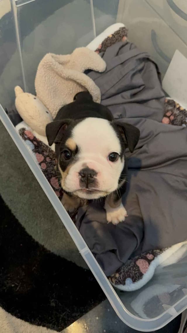 Bulldog Puppies media 4