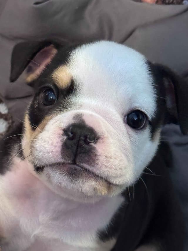 Bulldog Puppies media 5