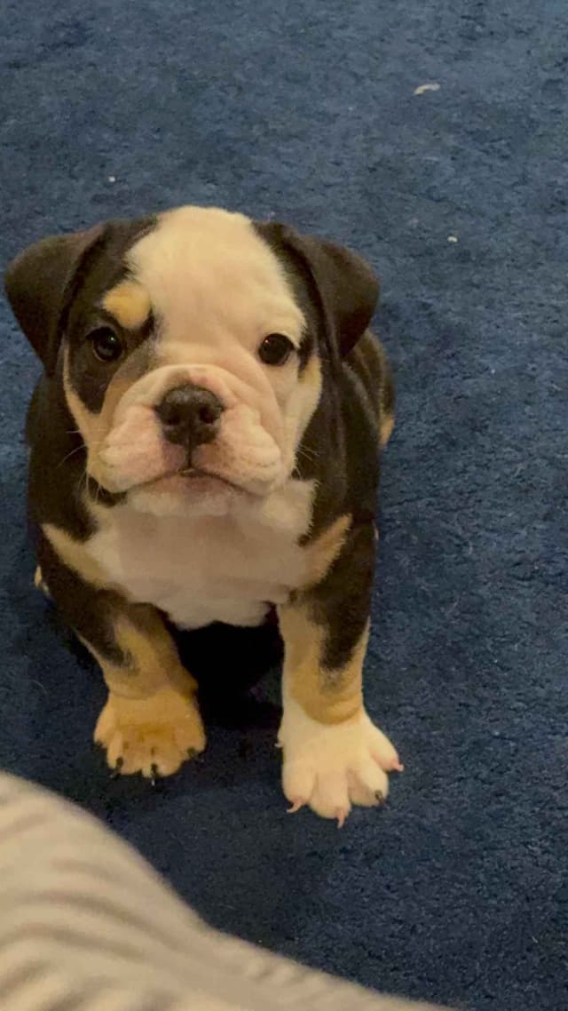Bulldog Puppies media 6