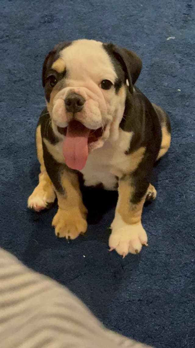 Bulldog Puppies media 7
