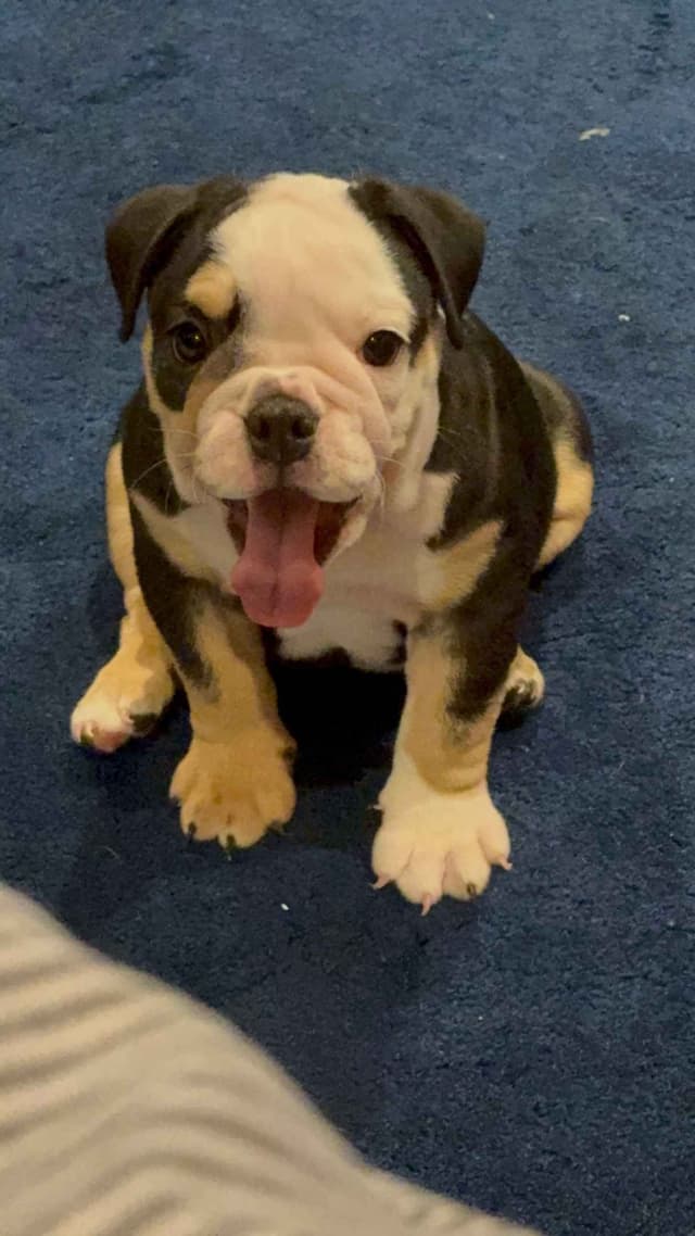 Bulldog Puppies media 8