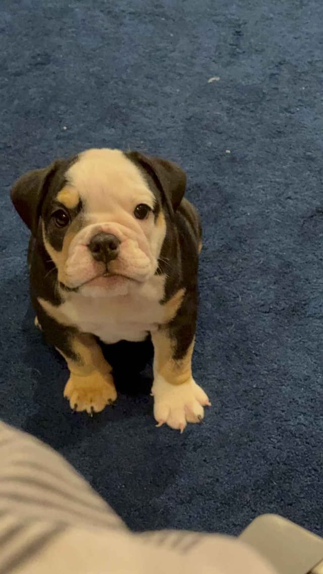 Bulldog Puppies media 9