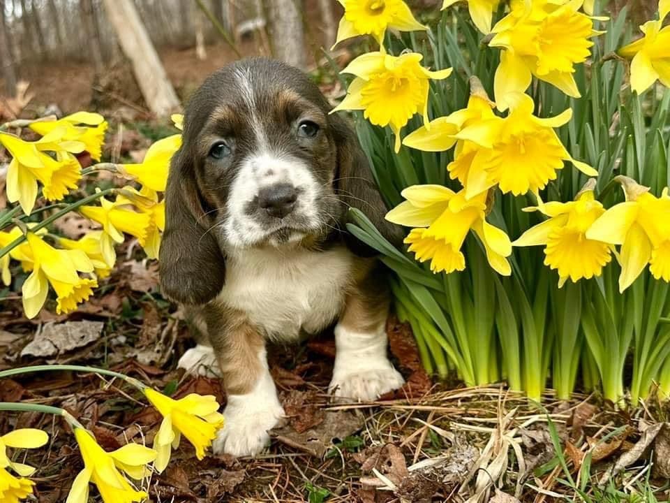 Basset Hound Puppies breeder image 4