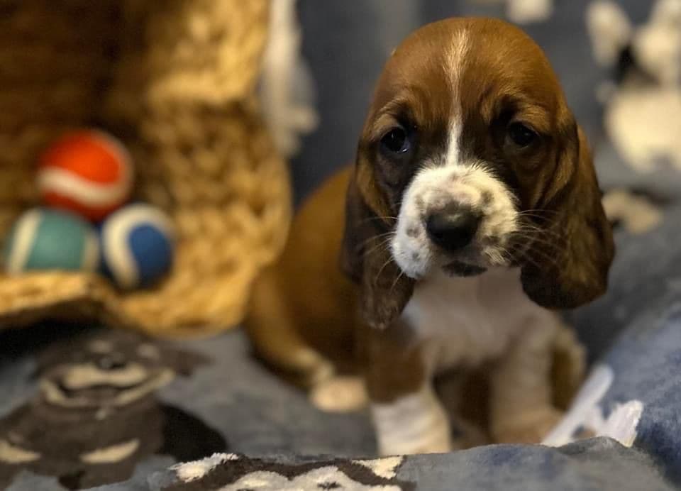 Basset Hound Puppies breeder image 1