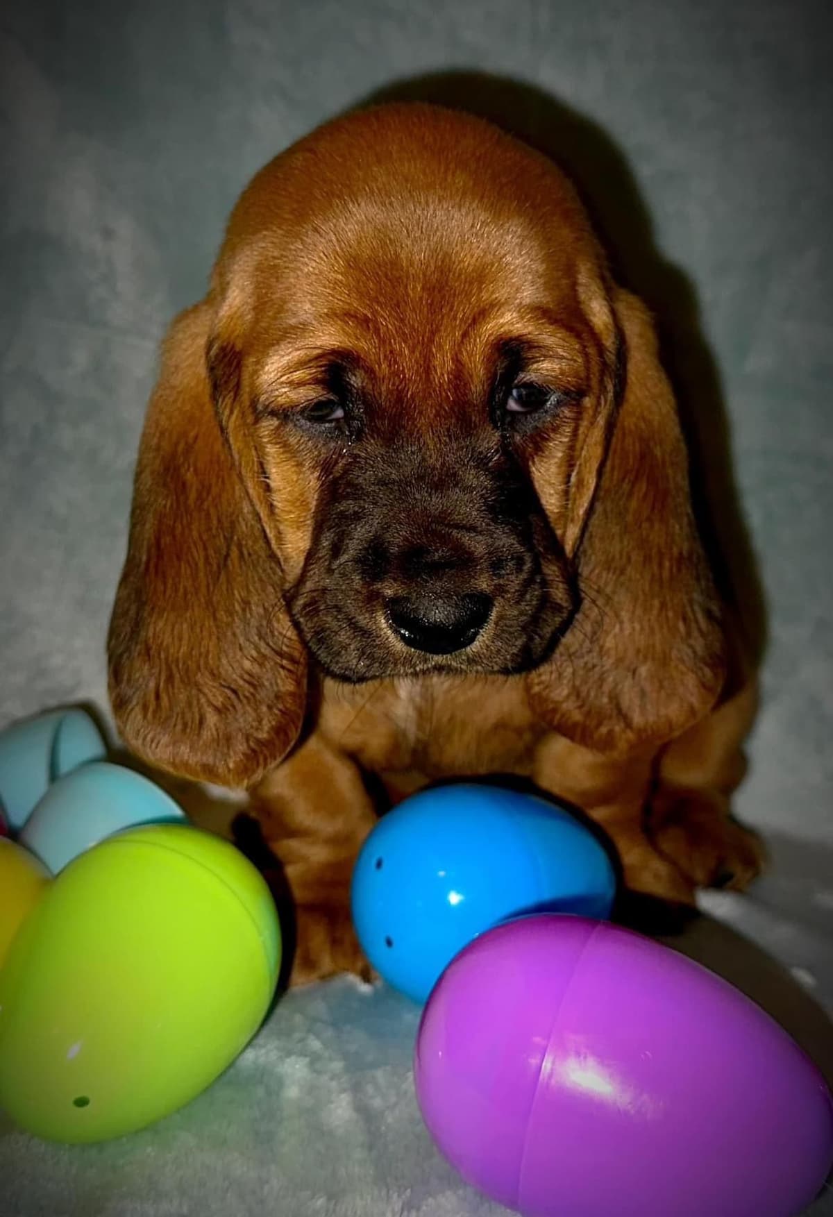 Basset Hound Puppies breeder image 3