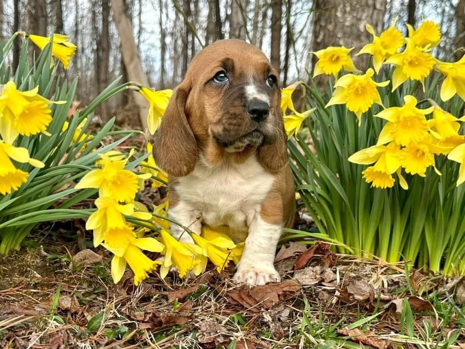 Basset Hound Puppies breeder image 8