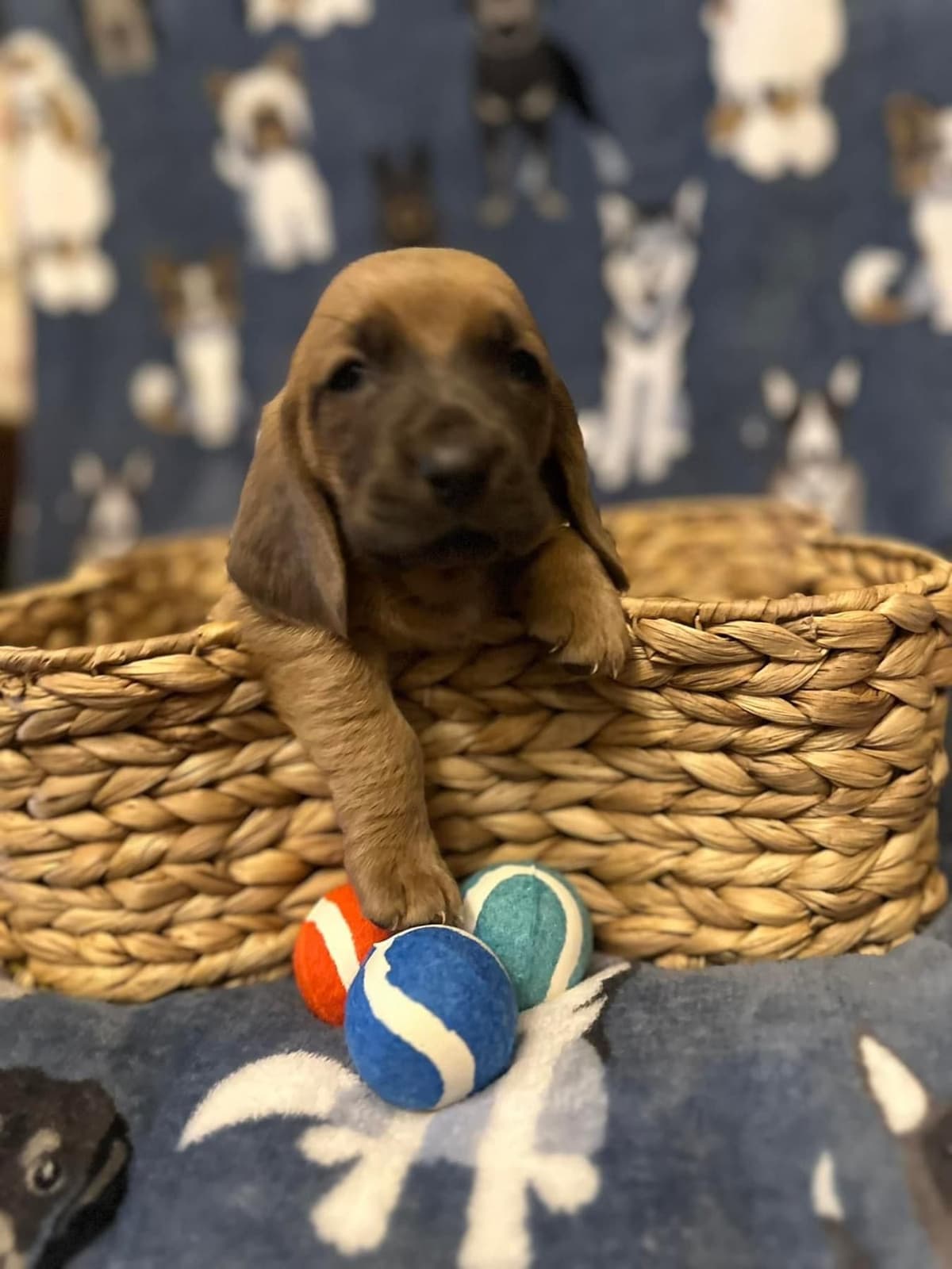 Basset Hound Puppies breeder image 5