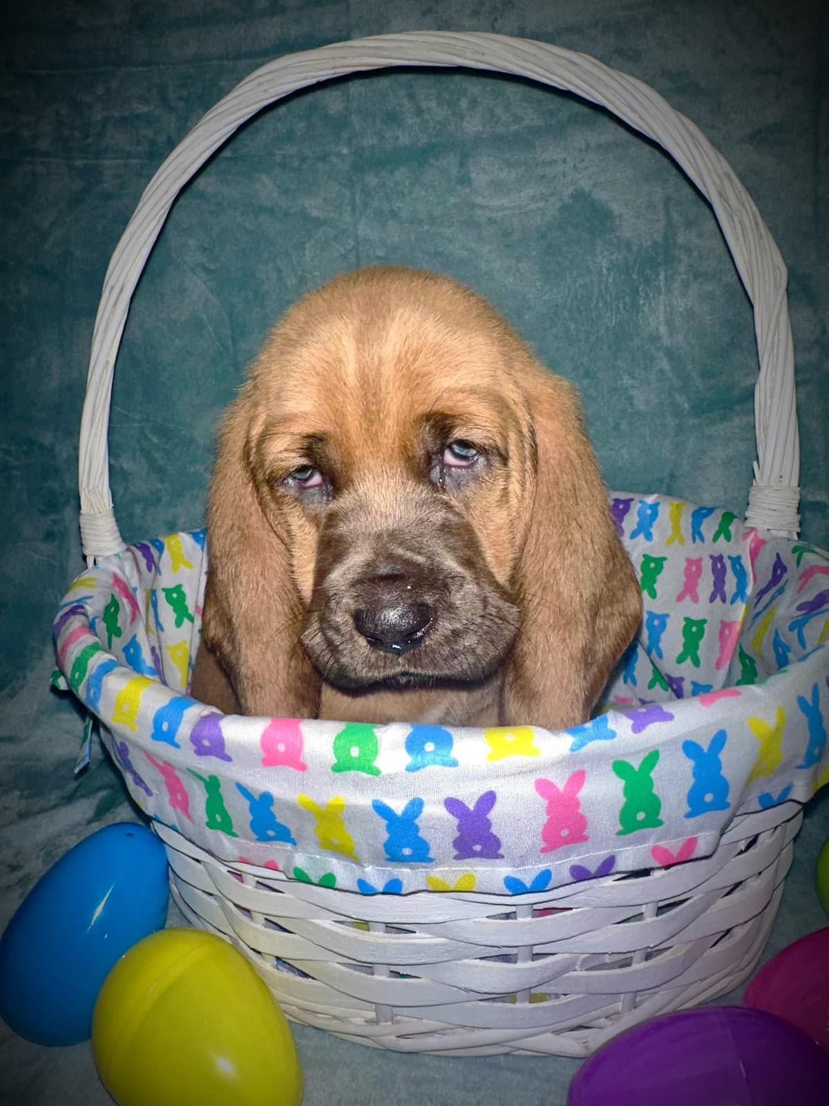 Basset Hound Puppies breeder image 7