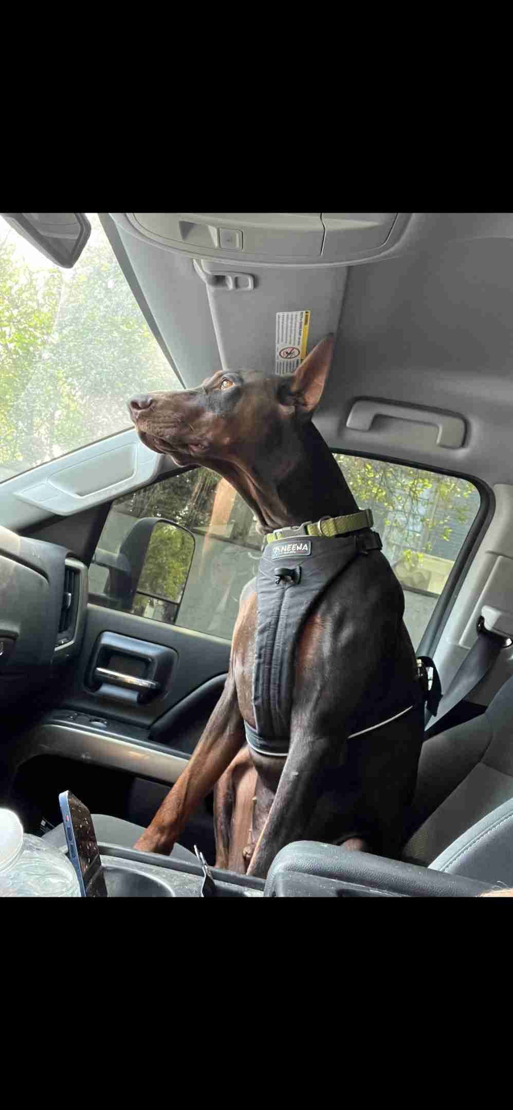 Doberman Pinscher Puppies breeder image 1