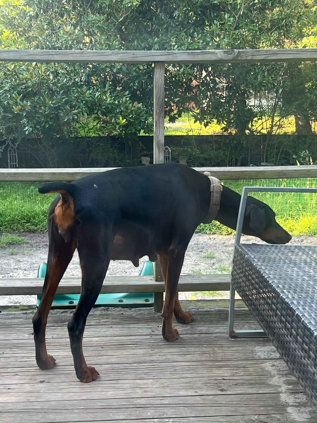 Doberman Pinscher Puppies breeder image 2