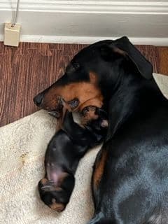 Doberman Pinscher Puppies breeder image 3