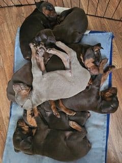 Doberman Pinscher Puppies breeder image 4
