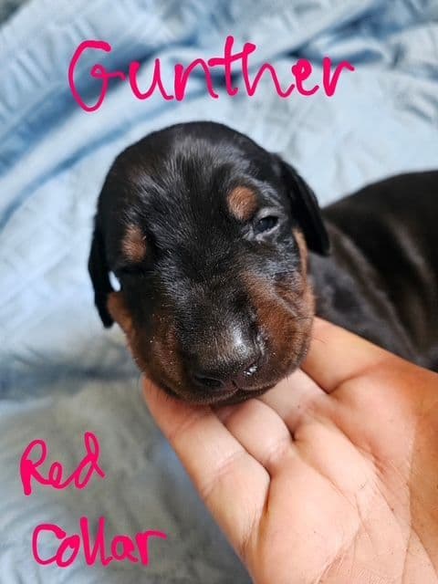 Doberman Pinscher Puppies media 4