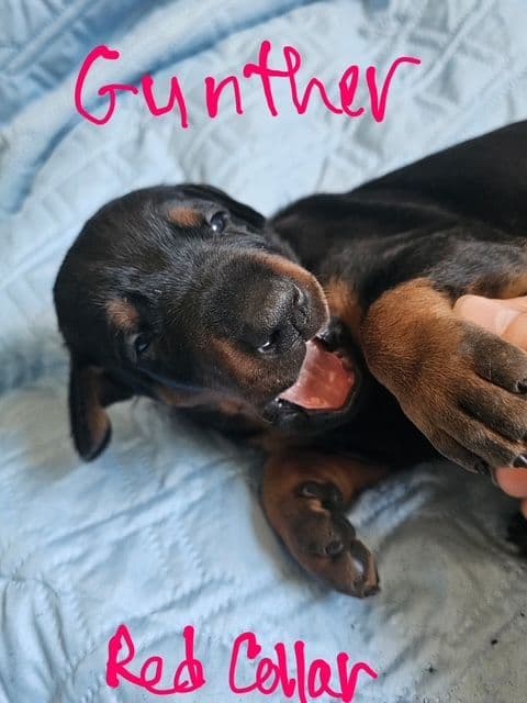 Doberman Pinscher Puppies media 5