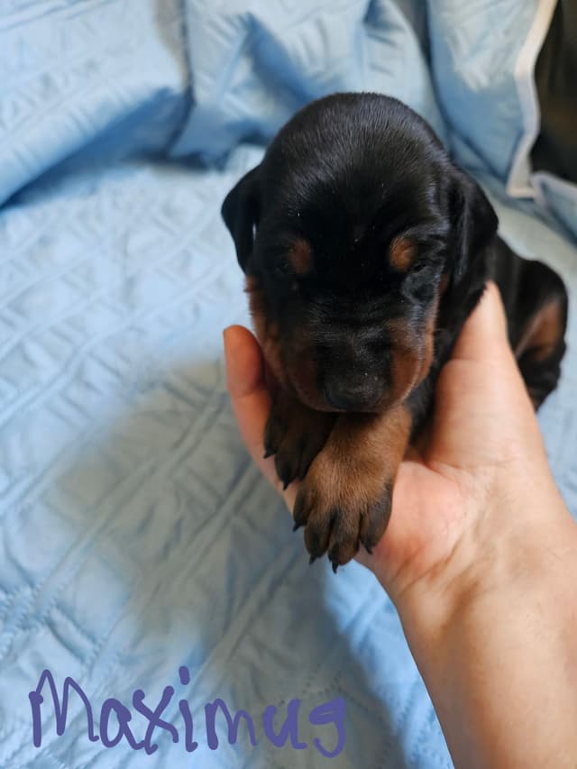 Doberman Pinscher Puppies media 6