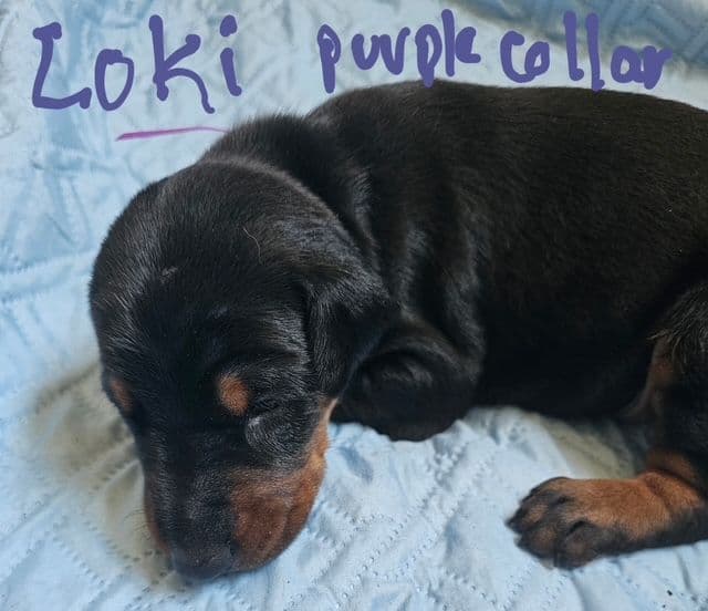 Doberman Pinscher Puppies media 7