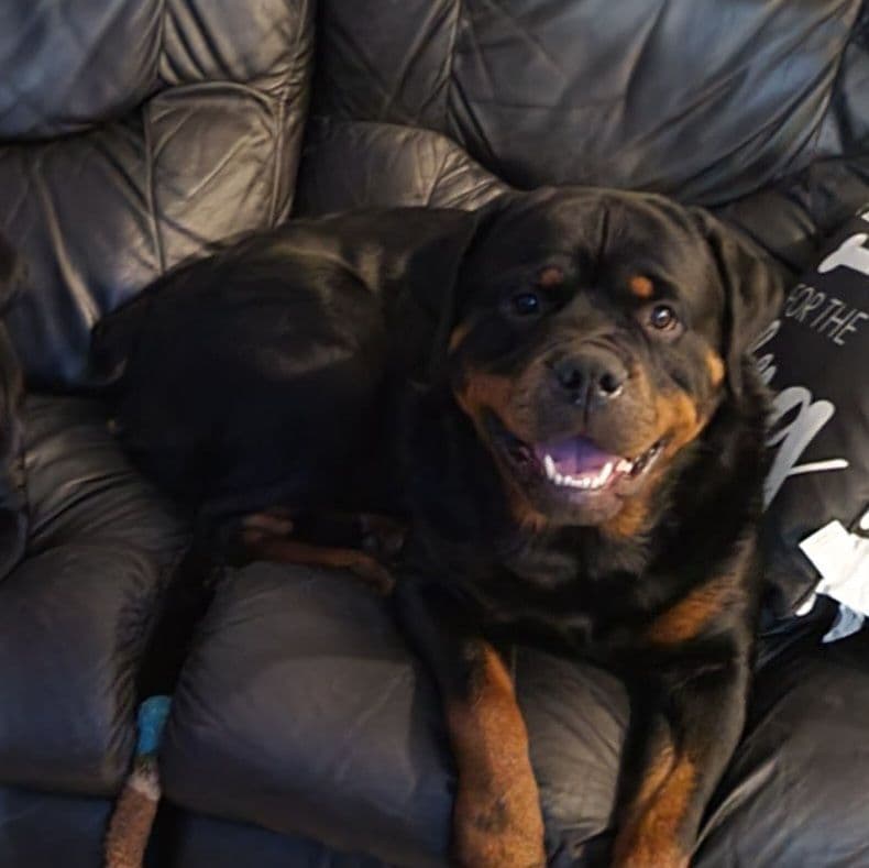 AKC Rottweiler Puppies breeder image 1