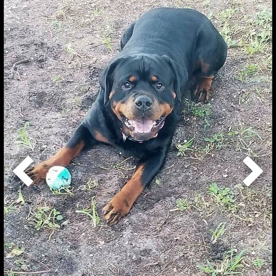 AKC Rottweiler Puppies breeder image 2