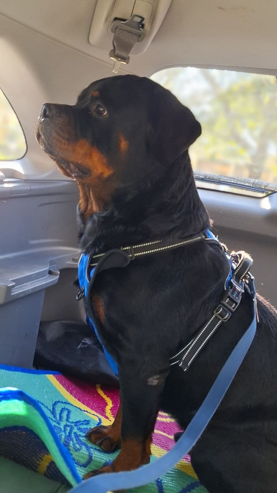 AKC Rottweiler Puppies breeder image 3