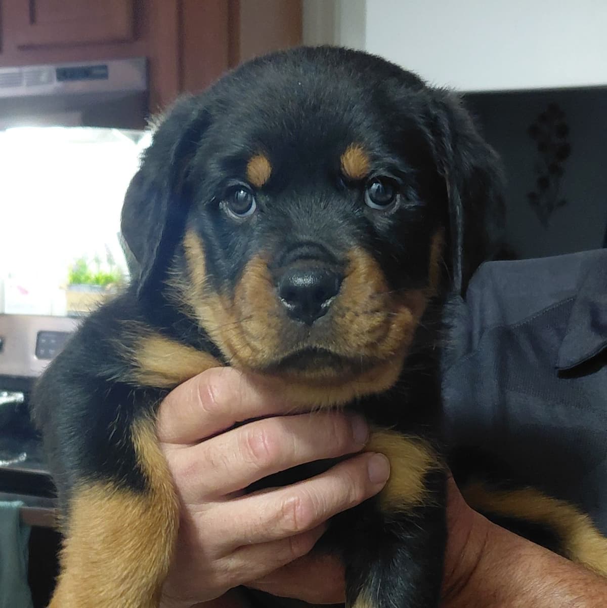 AKC Rottweiler Puppies breeder image 7