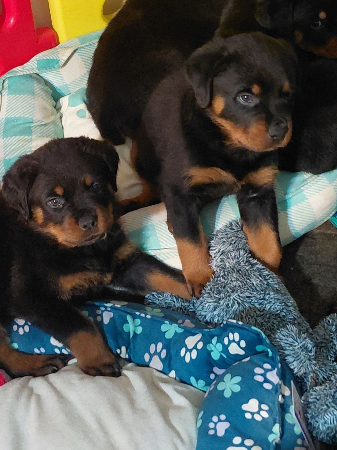 AKC Rottweiler Puppies breeder image 9