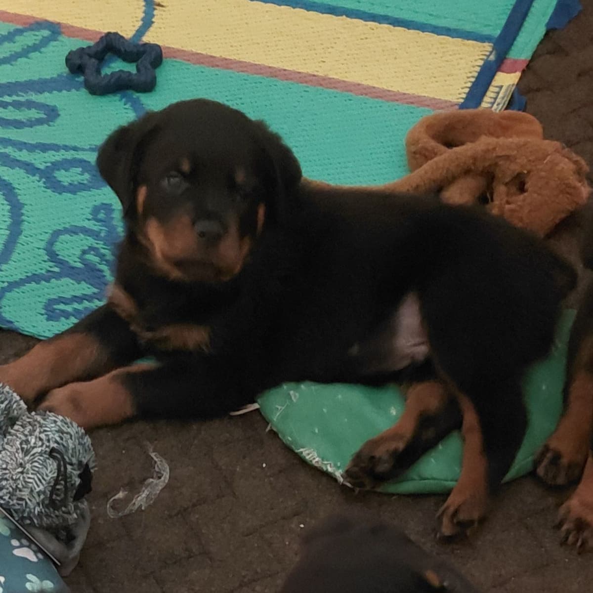 AKC Rottweiler Puppies breeder image 10