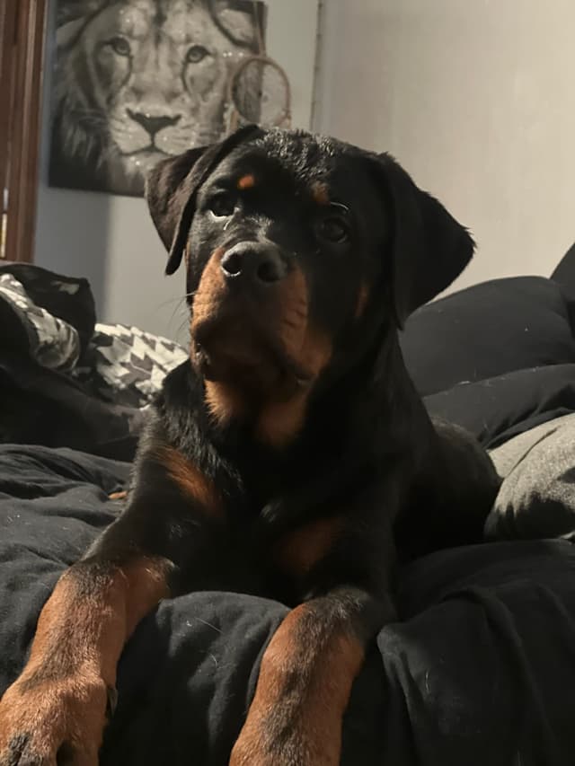 AKC Rottweiler Puppies media 12