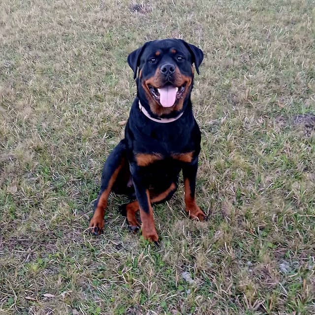 AKC Rottweiler Puppies media 13