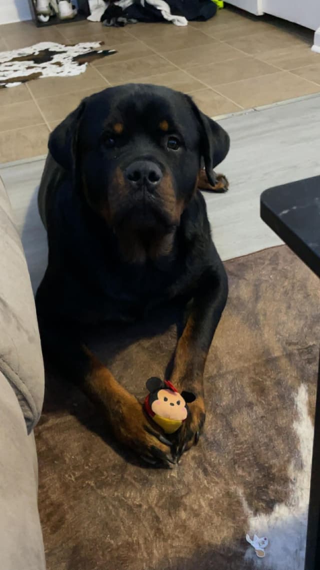 AKC Rottweiler Puppies media 14
