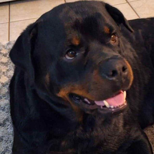 AKC Rottweiler Puppies media 9