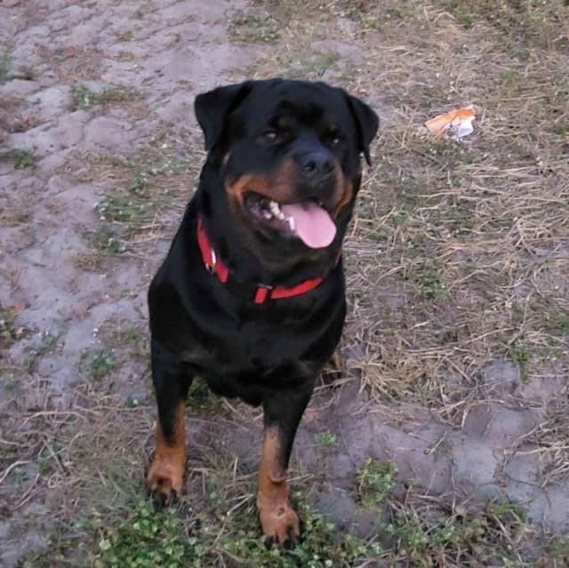AKC Rottweiler Puppies media 10