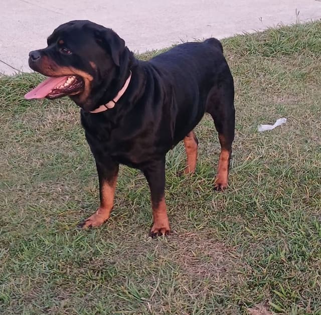 AKC Rottweiler Puppies media 11