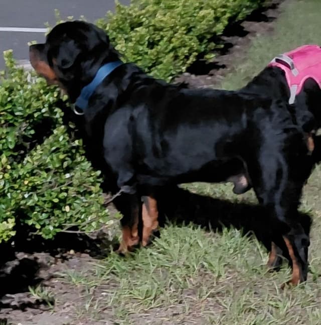 AKC Rottweiler Puppies media 8