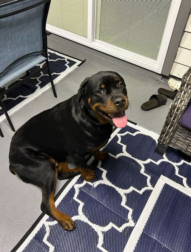 AKC Rottweiler Puppies media 16