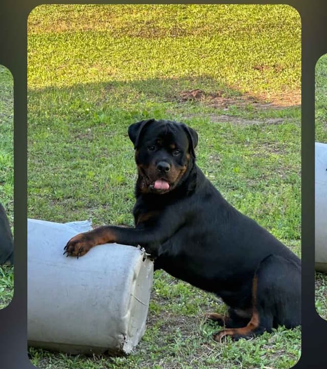 AKC Rottweiler Puppies media 15