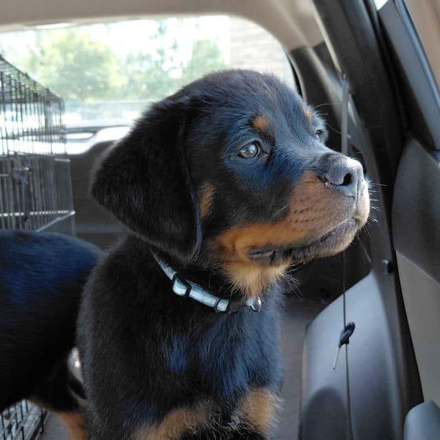 AKC Rottweiler Puppies media 5
