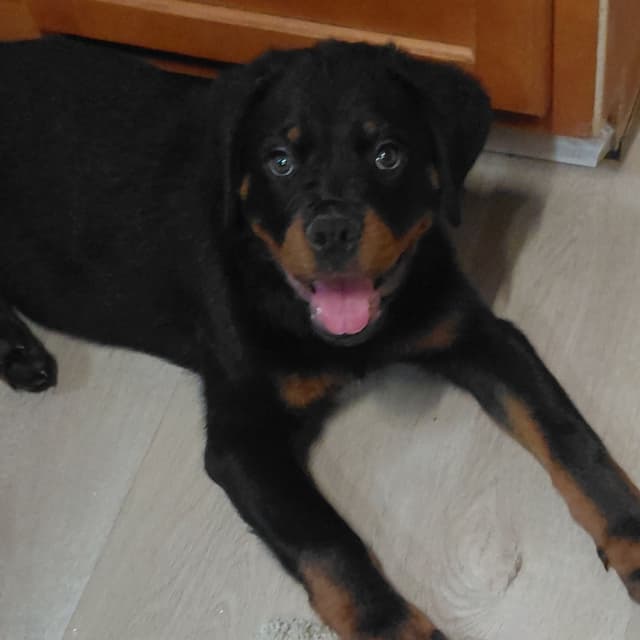 AKC Rottweiler Puppies media 4