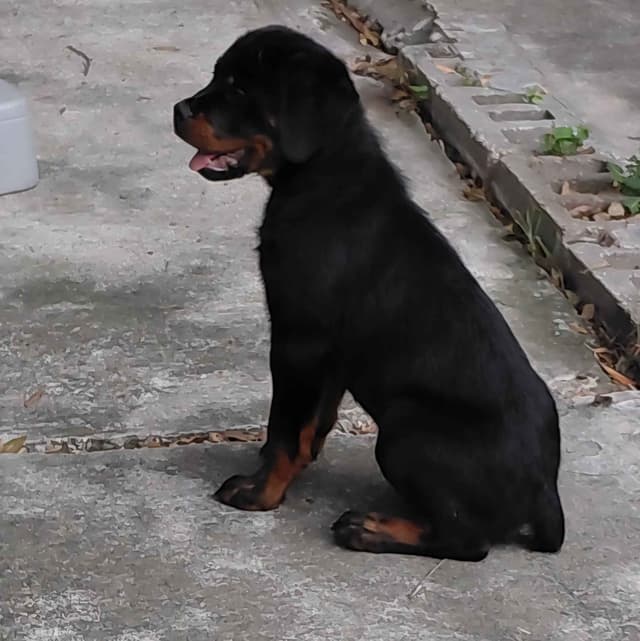 AKC Rottweiler Puppies media 2