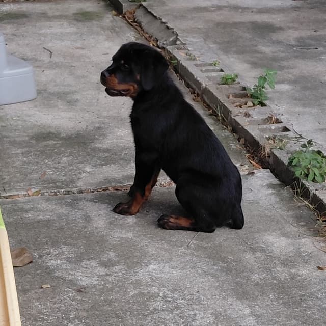 AKC Rottweiler Puppies media 3