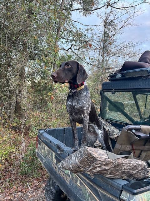 German Shorthaired Pointer Puppies breeder image 3