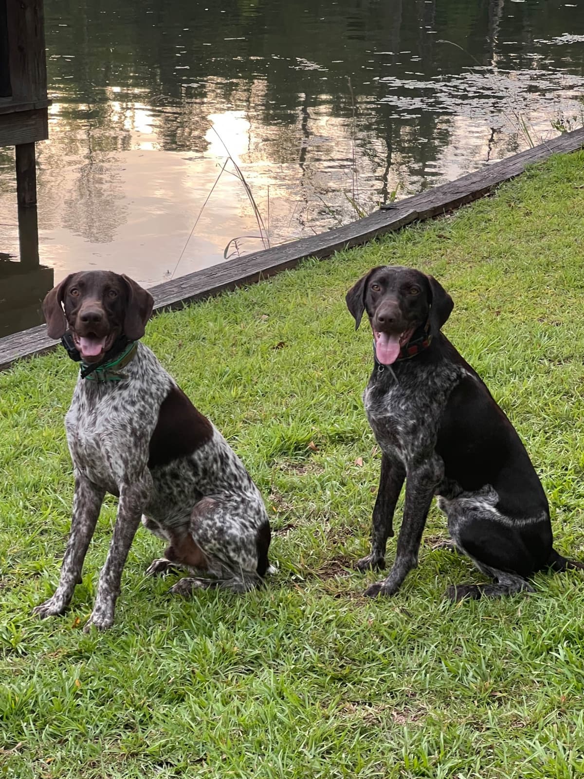 German Shorthaired Pointer Puppies breeder image 1