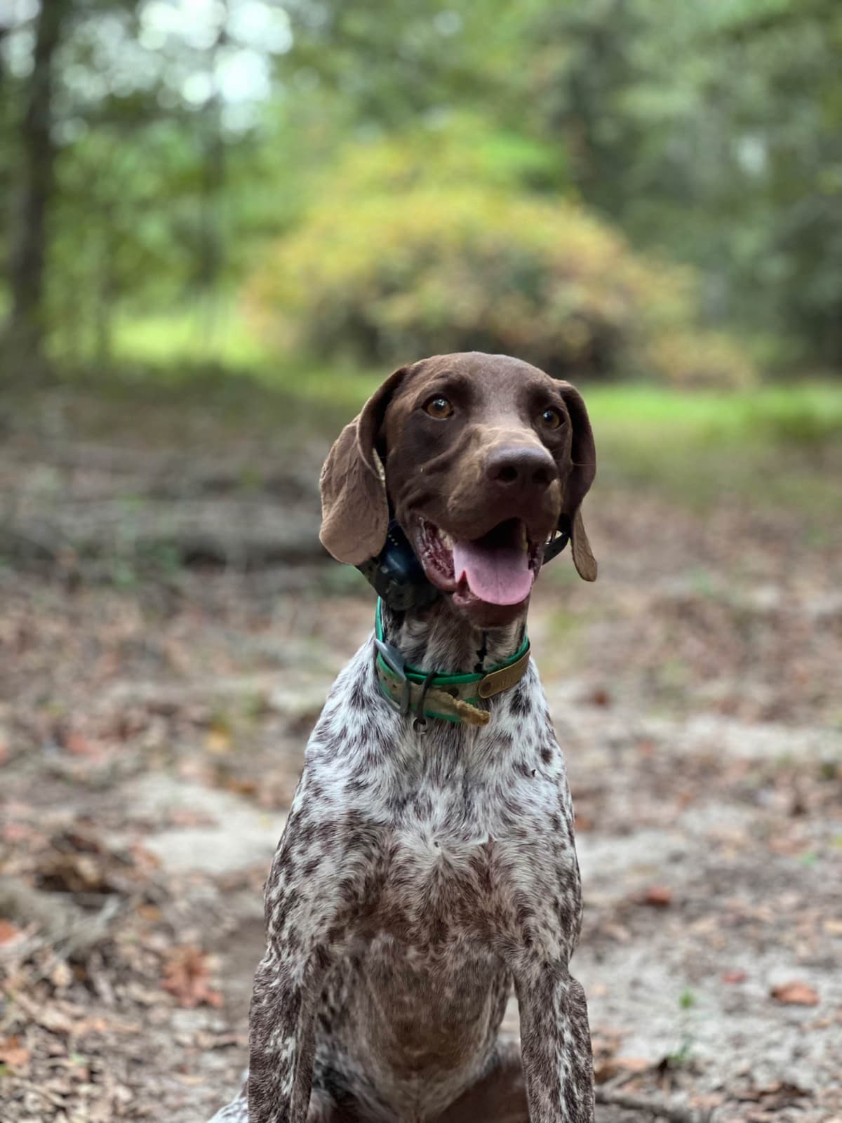 German Shorthaired Pointer Puppies breeder image 4