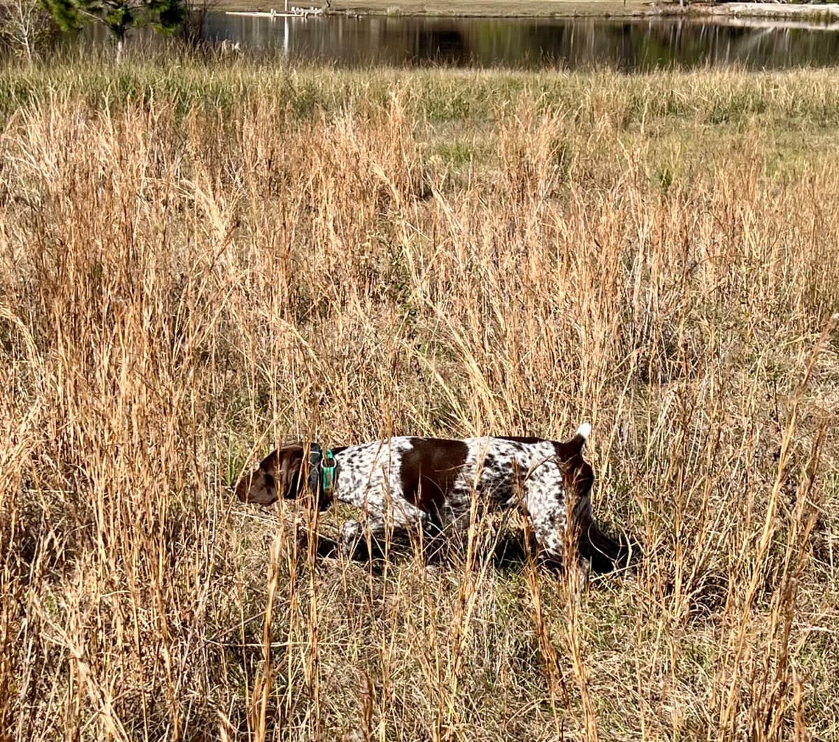 German Shorthaired Pointer Puppies breeder image 7