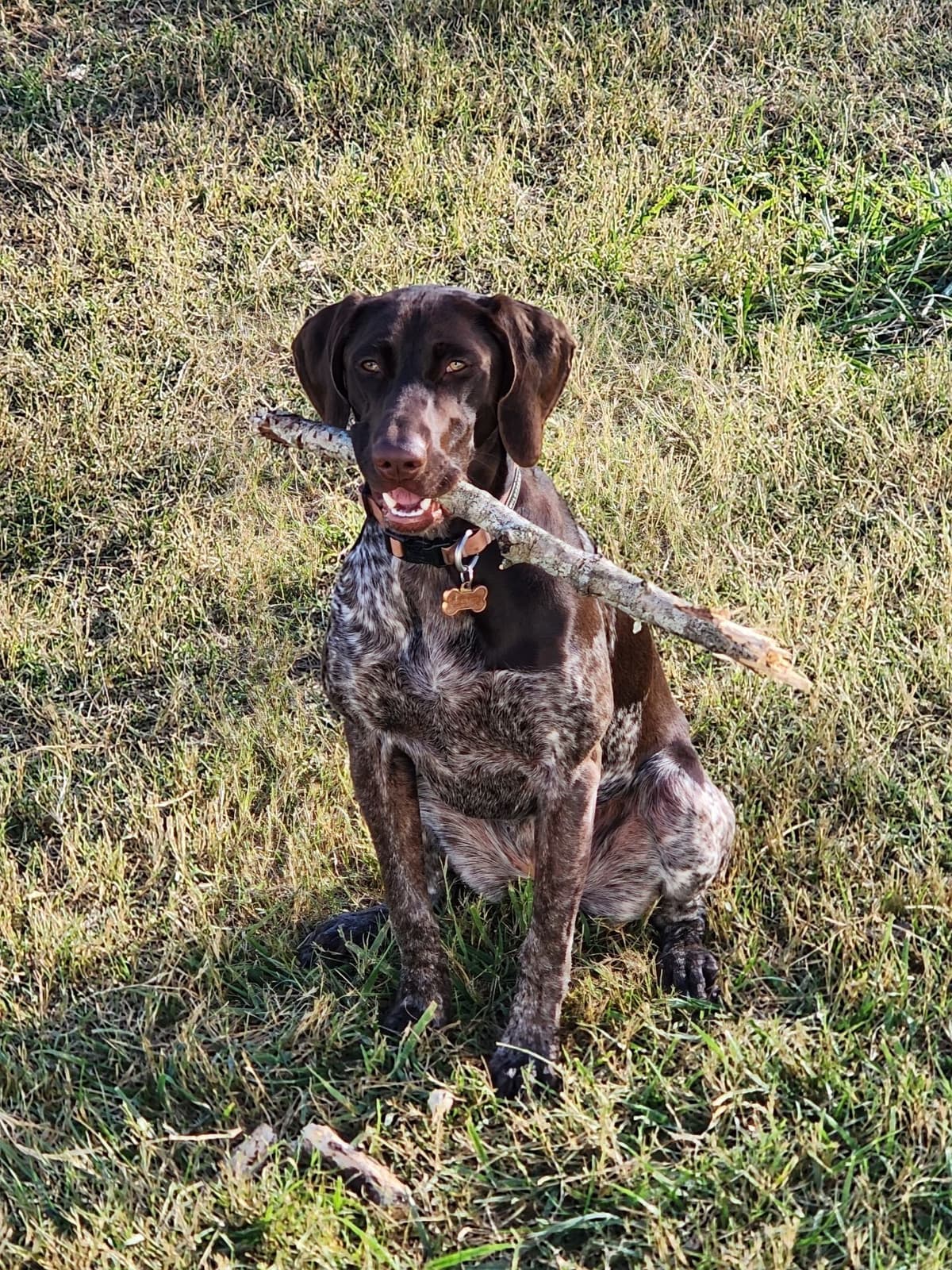 German Shorthaired Pointer Puppies breeder image 5
